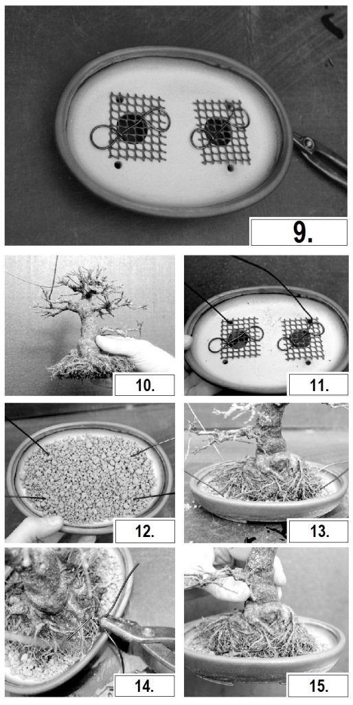bonsai tal felkeszitese elokeszitese bonsai atultetese elott